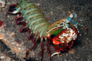 A peacock mantis.