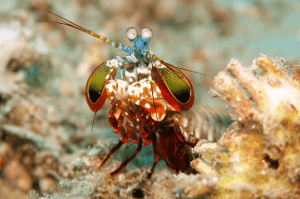 A peacock mantis facing forwards.