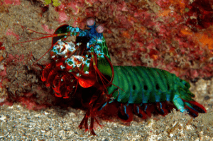 A peacock mantis facing left.